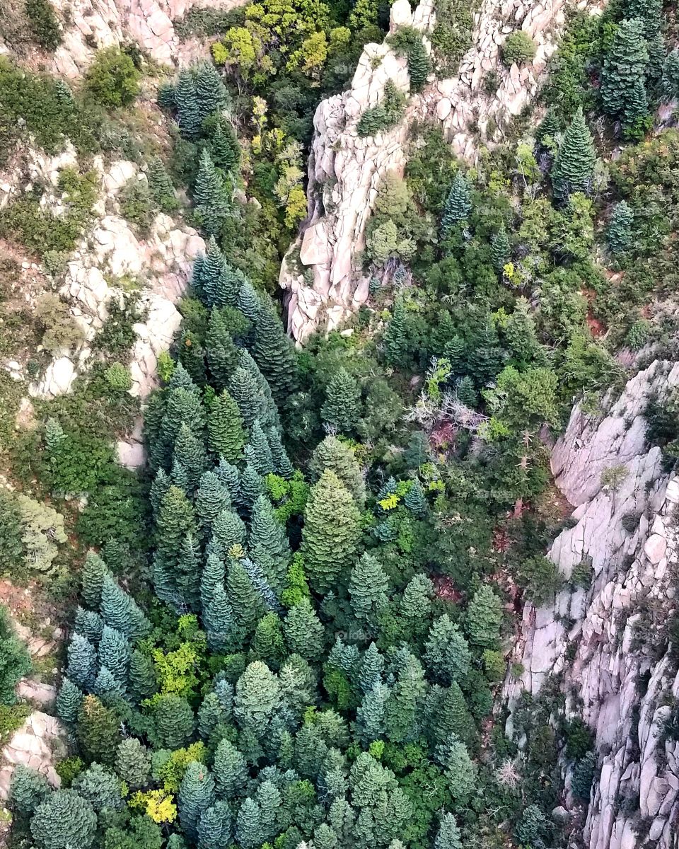 canyon pine trees looking from above