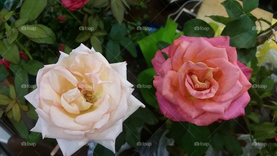 Rose, Flower, Romance, Love, Petal