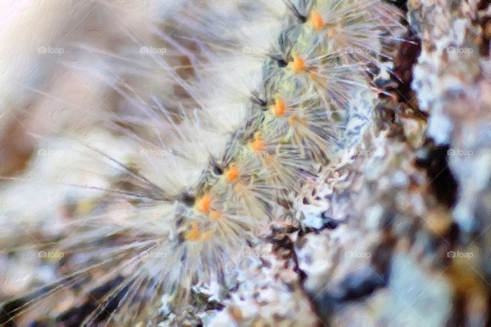 spiny caterpillar. spiny caterpillar going up a tree