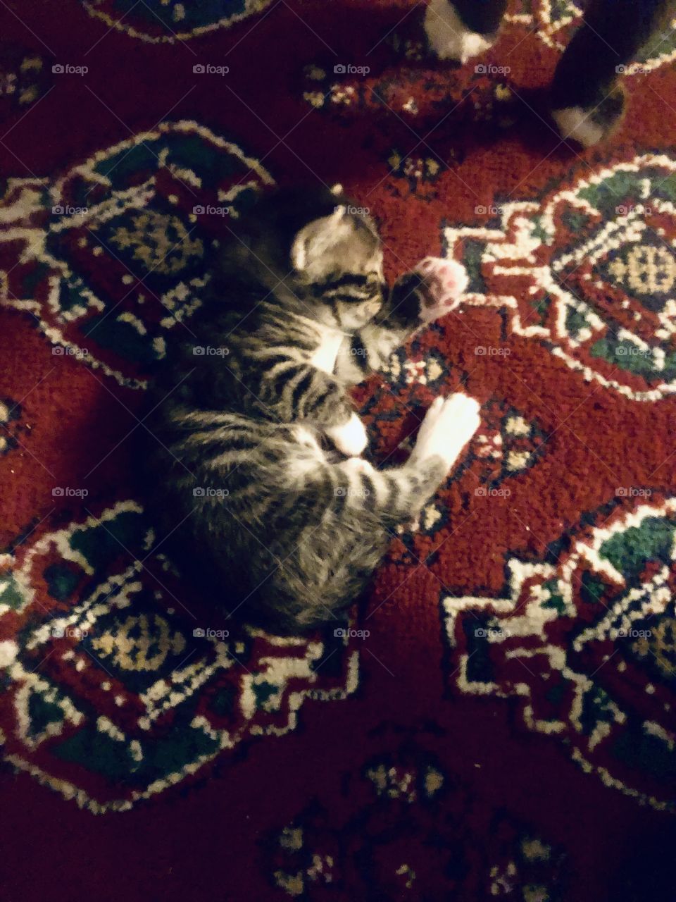 Kitten sleeping on the carpet 