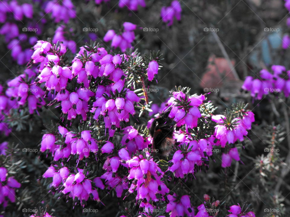 Purple Heather  Flowers  in a  garden