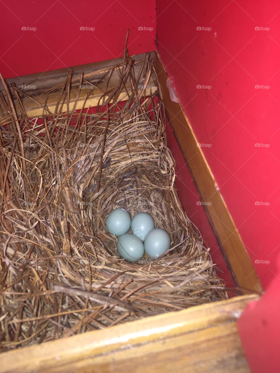 Birdhouse has 4 blue, blue bird eggs. It’s spring. 