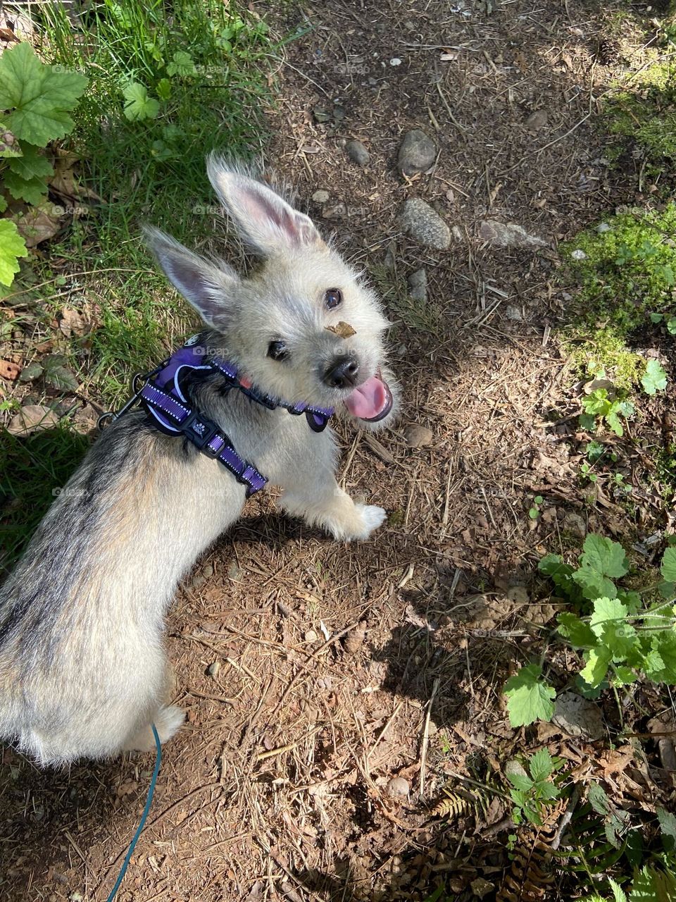 The diggiest dog gets into everything