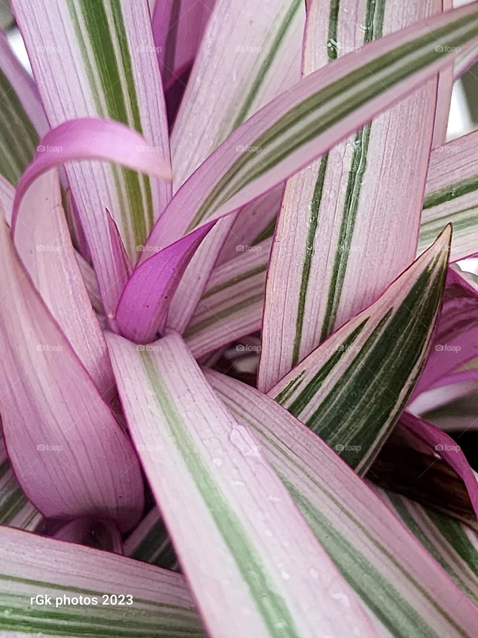 rising growth Moses in a basket flower
