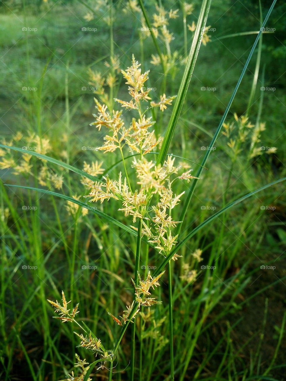 amazing grass land small flowers