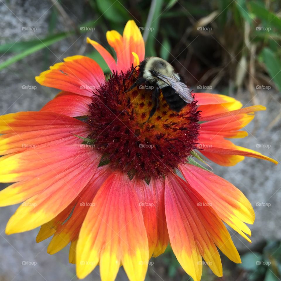 Close-up of bee pollinating on sunflower