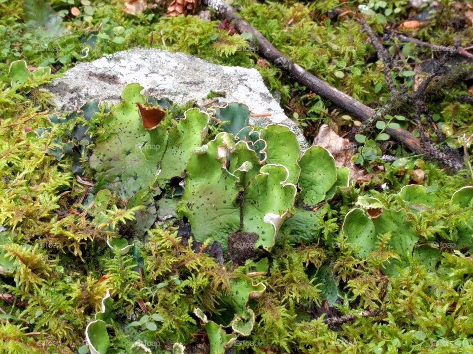 Lichen and some moss