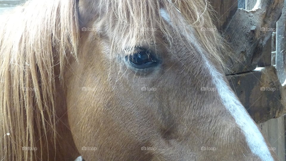 Horse - closeup of his head. 