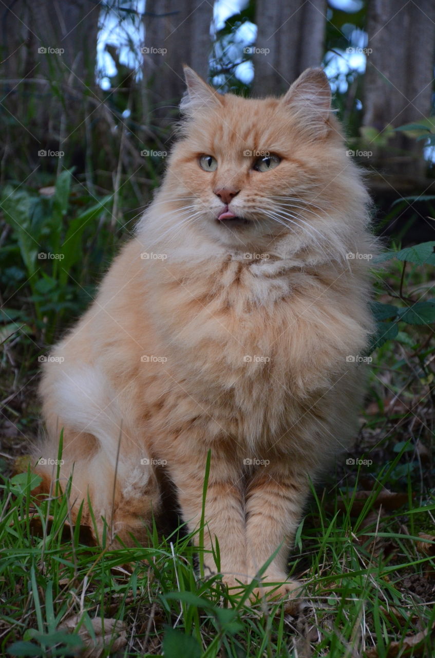the beautiful green eyes of this cat so cute