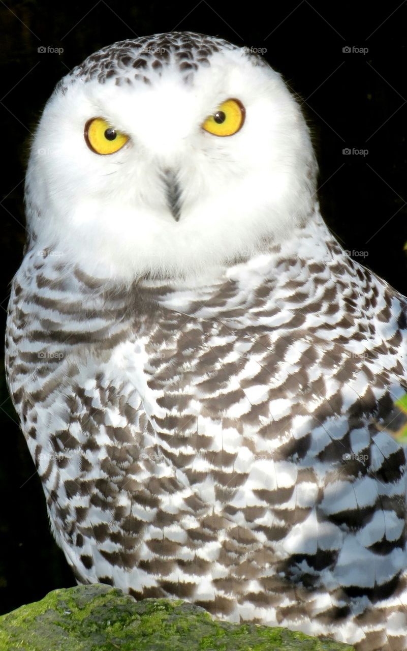 owl