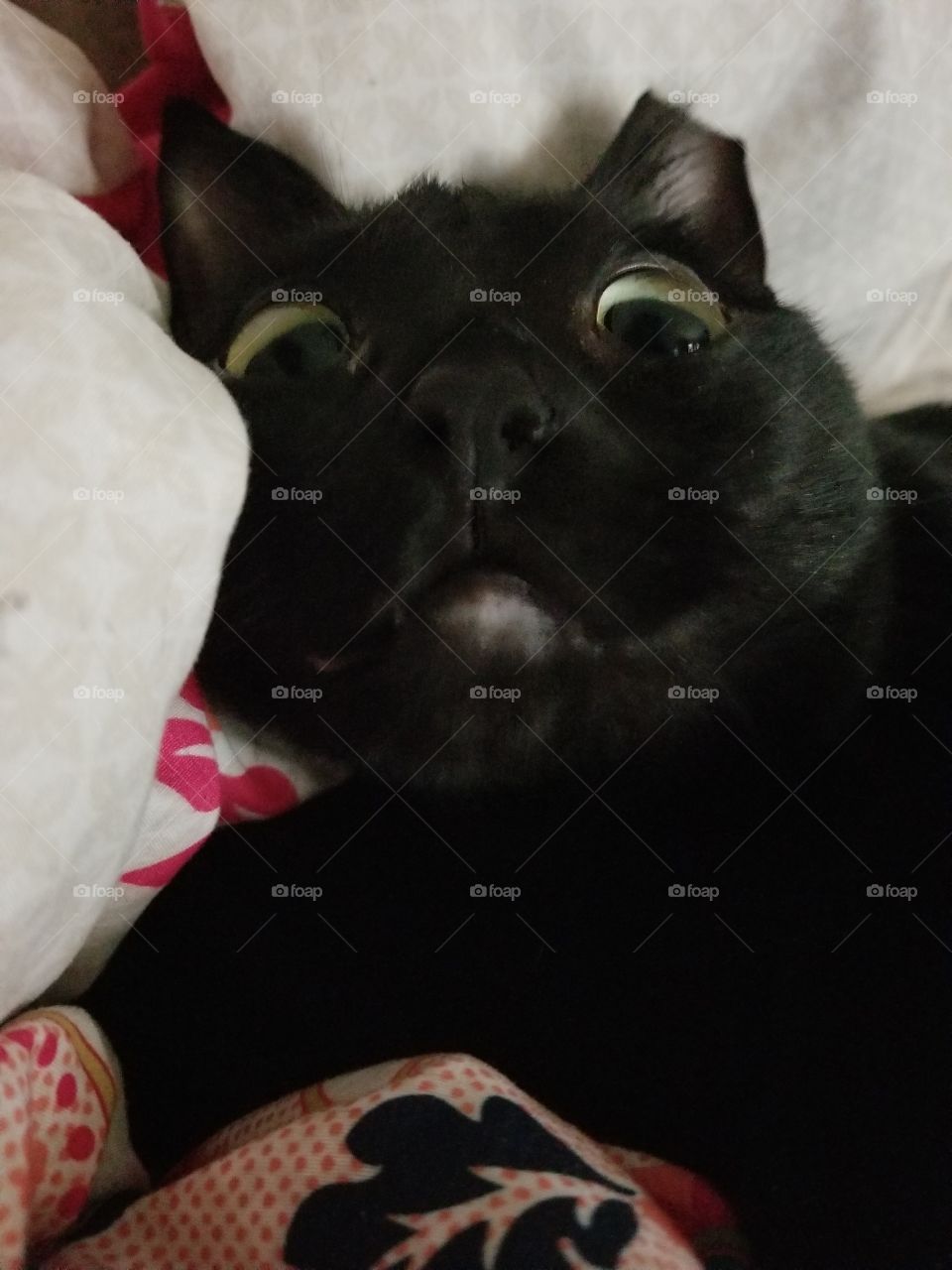 surprised cat funny memeable blackcat