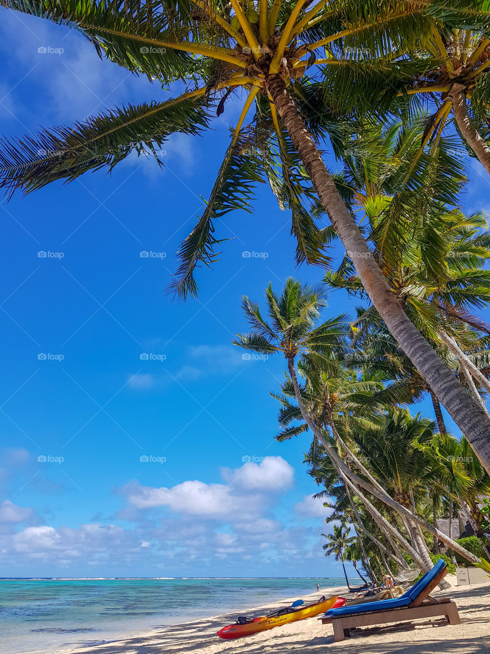 palm trees on the beach