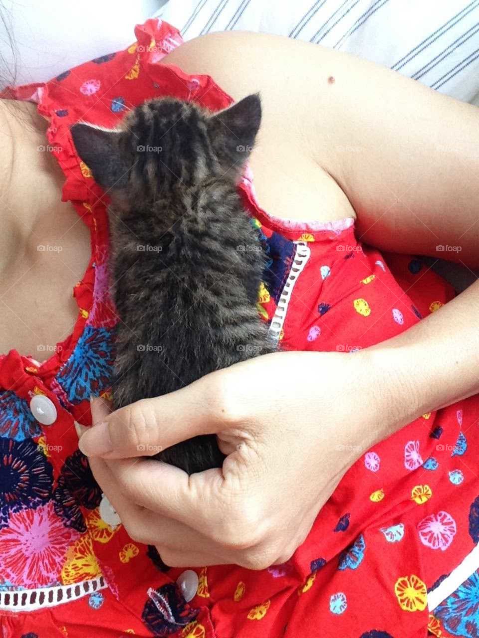 Cute kitten