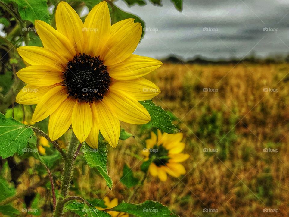 HDR wild sunflower on overcast day