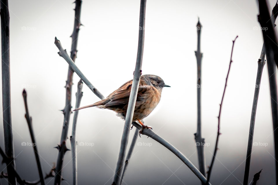 Dunnock on a tree during a foggy day.