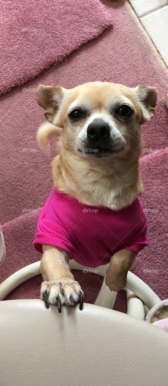 Poochie in Pink (t-shirt)