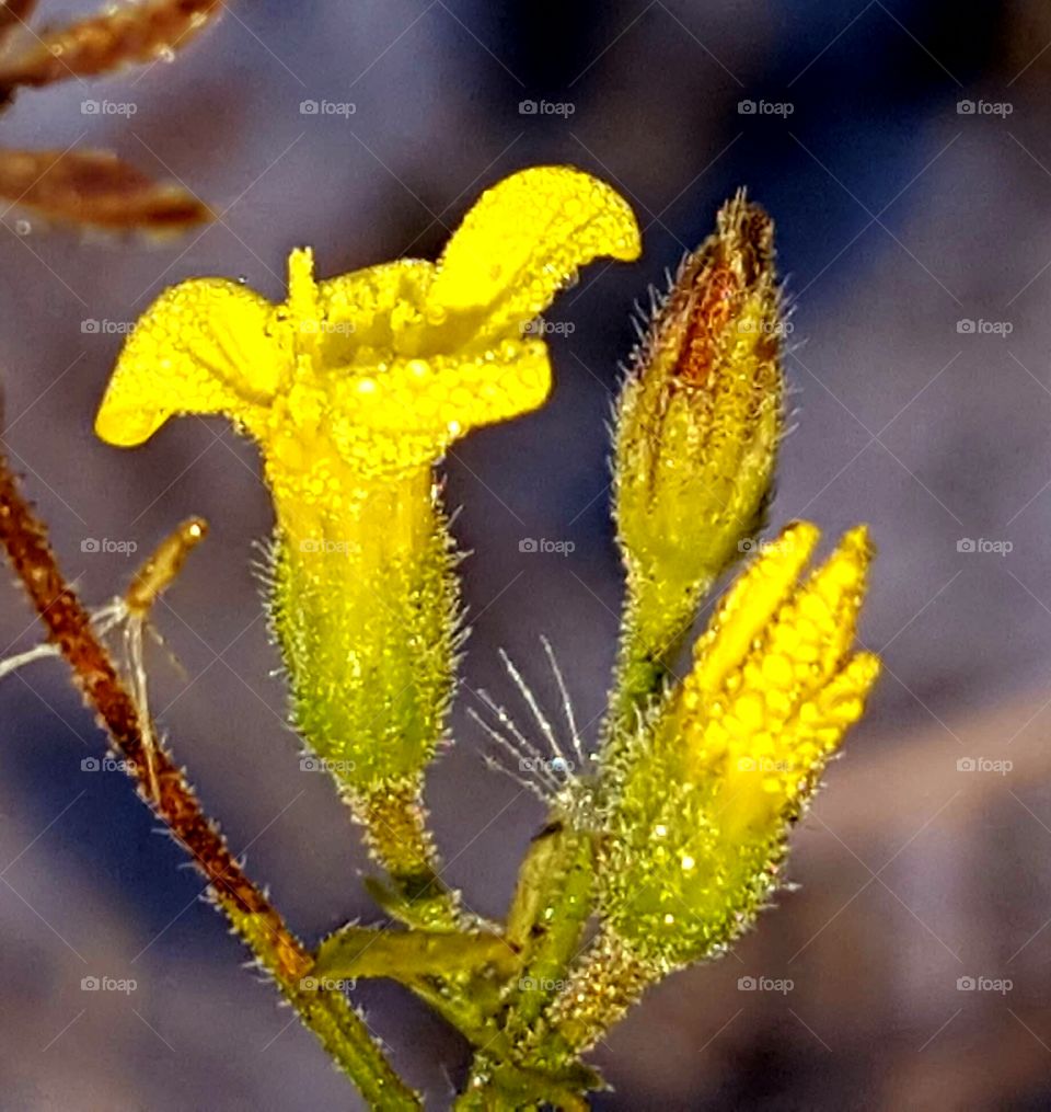 Nature, No Person, Flower, Flora, Outdoors