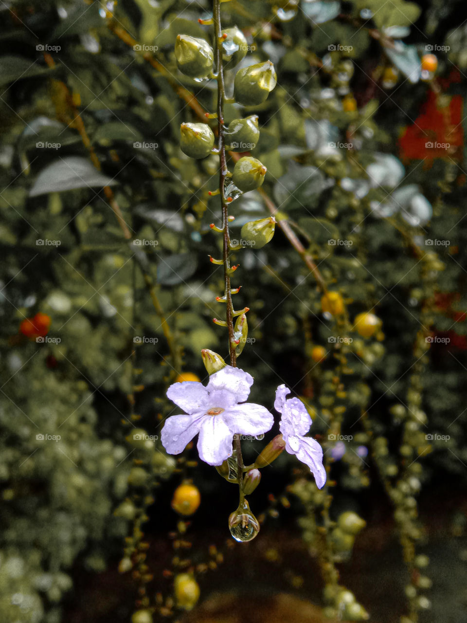 water drops are jewelery of flowers make them look more beautiful