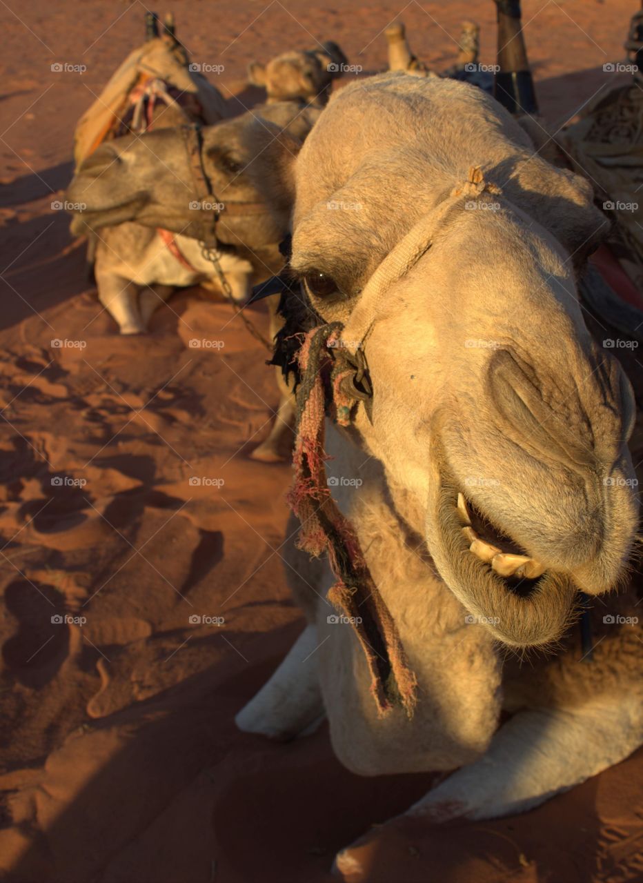 Jordanian camels smile! 