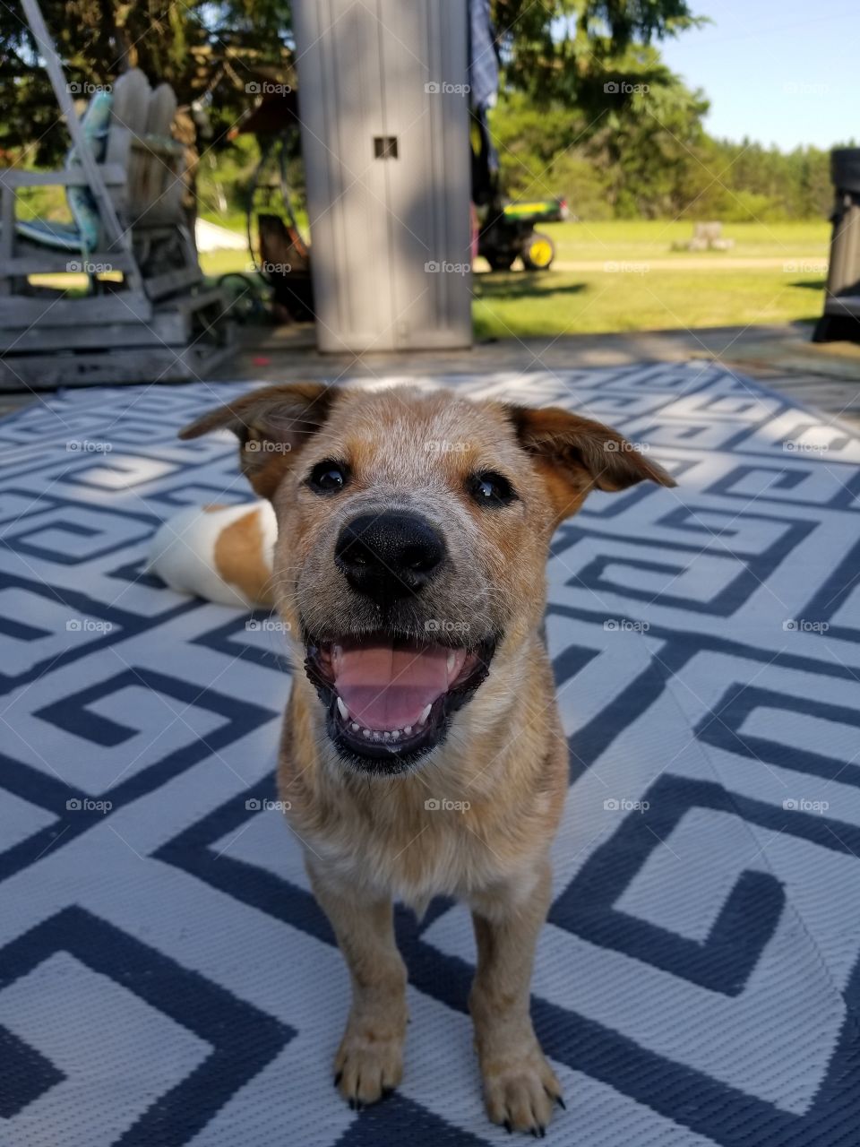Cooper the Australian cattle dog puppy smiling because life is good