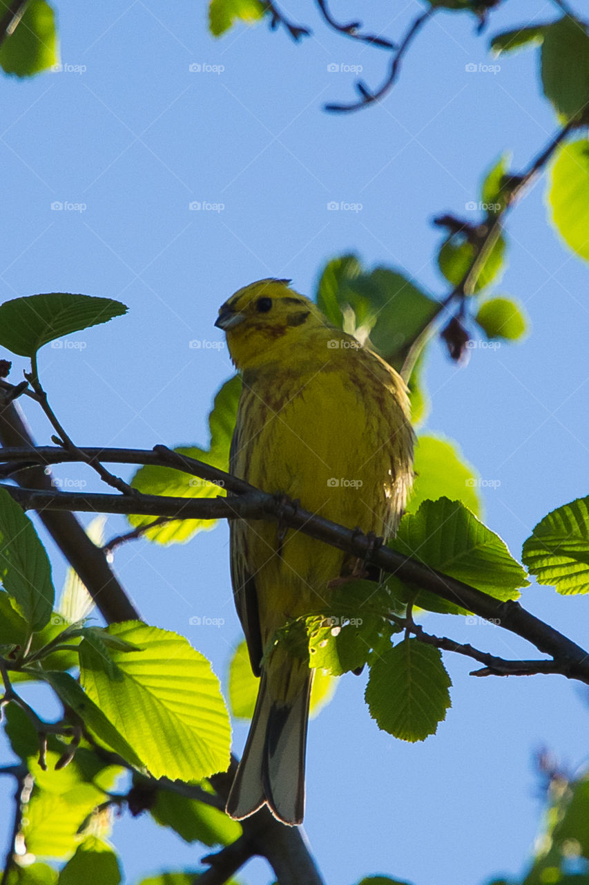 Nature, Bird, No Person, Wildlife, Outdoors