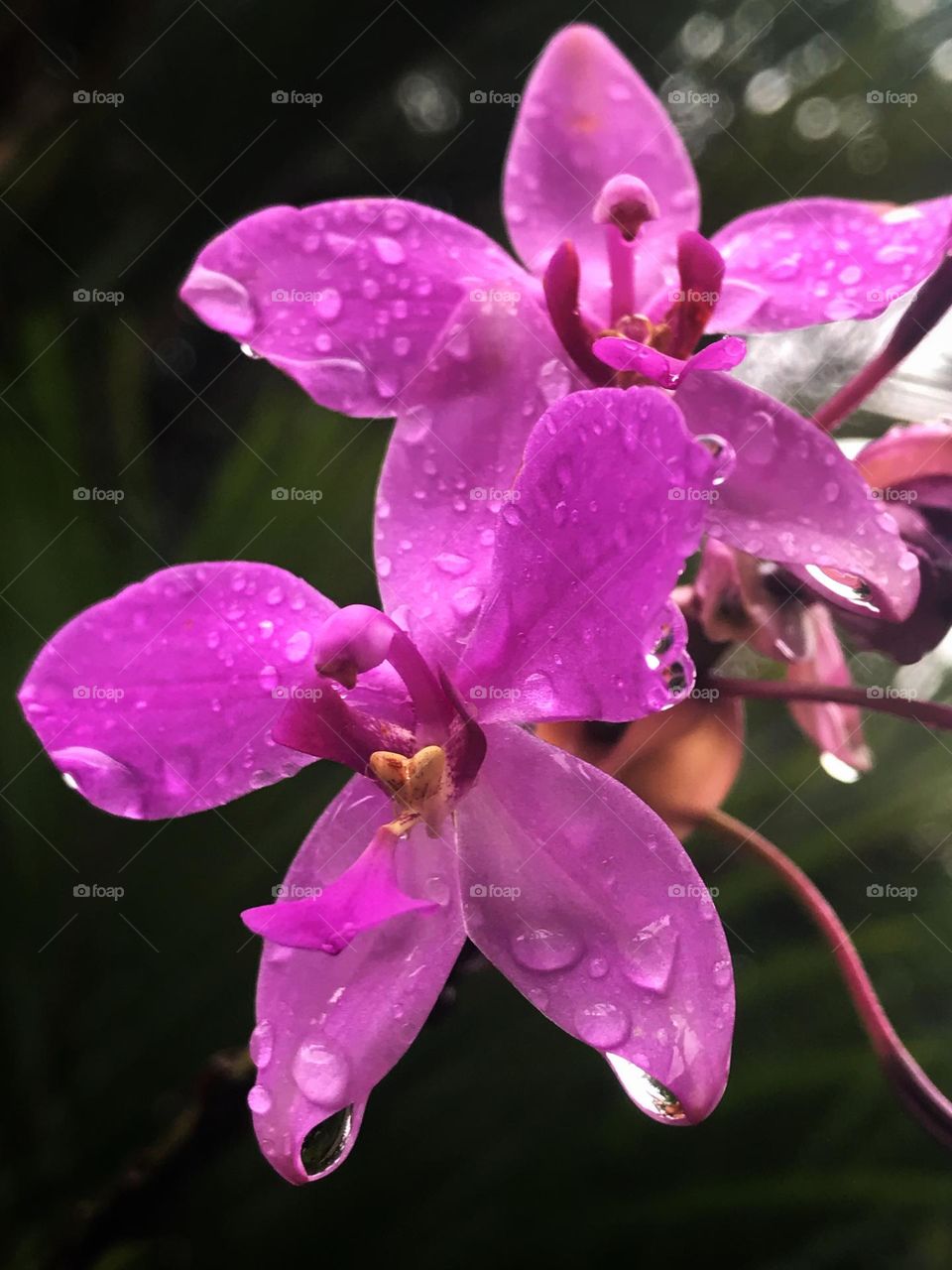 Ground orchids 