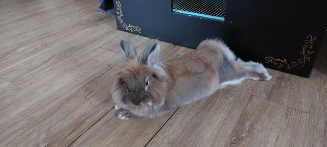 Year of the bunny. cheeky bunny sticking tongue out. Free roaming pet rabbit
