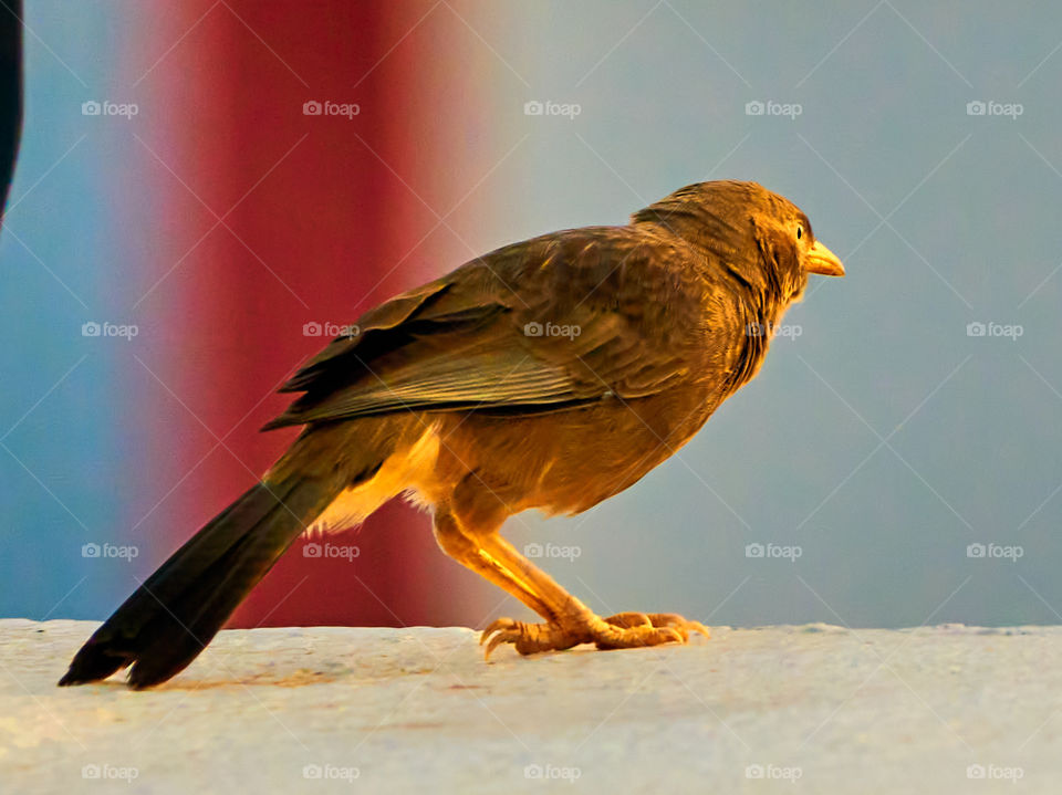 Bird photography  - Glowing  yellow babbler