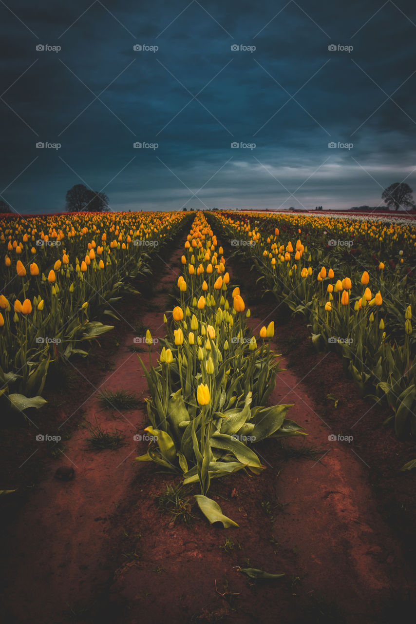 Never ending rows of bright yellow spring tulips blooming under a moody overcast sky 