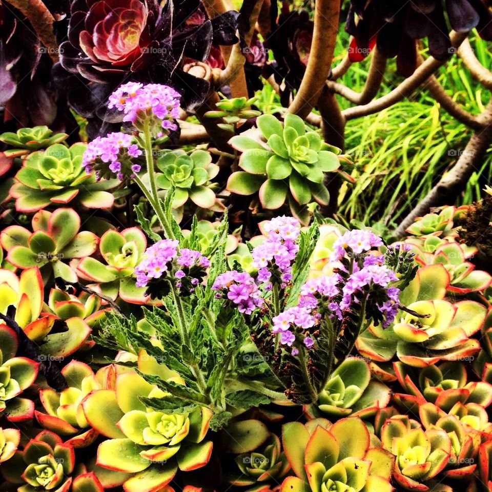 Succulents and Purple Flowers