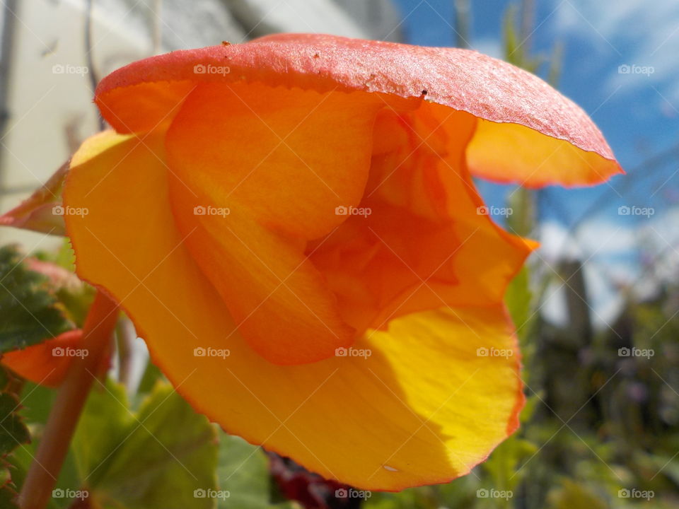 Sunny begonia 