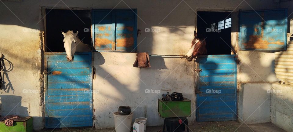 Rest time of the nice horses in their vintage stables and their unique neighbourhood
