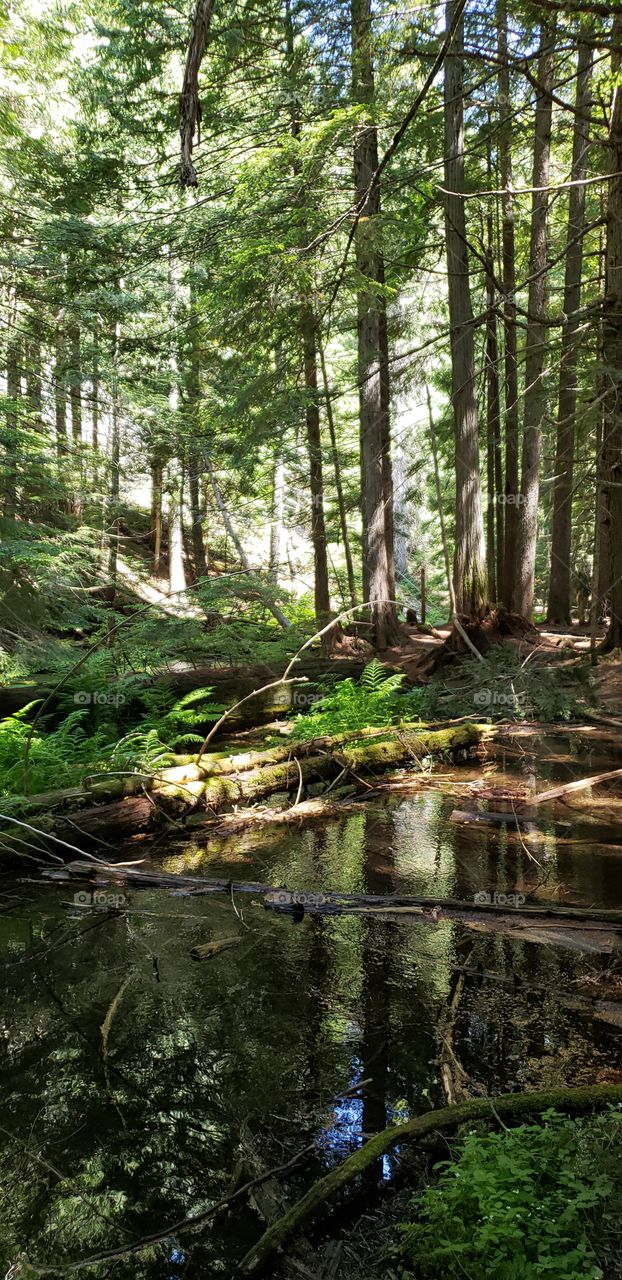 old growth Forrest in Montana