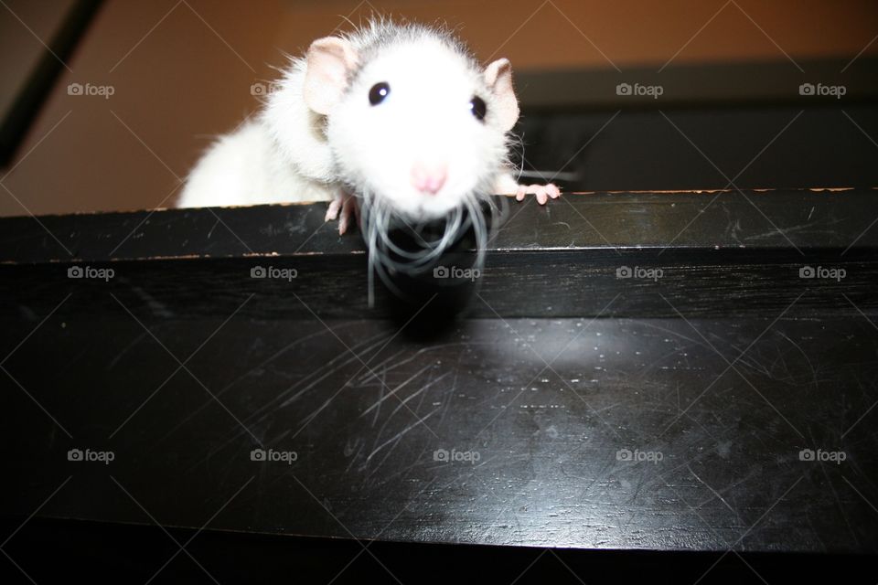 Cute White Rat with Black Eyes Low Angle Shot