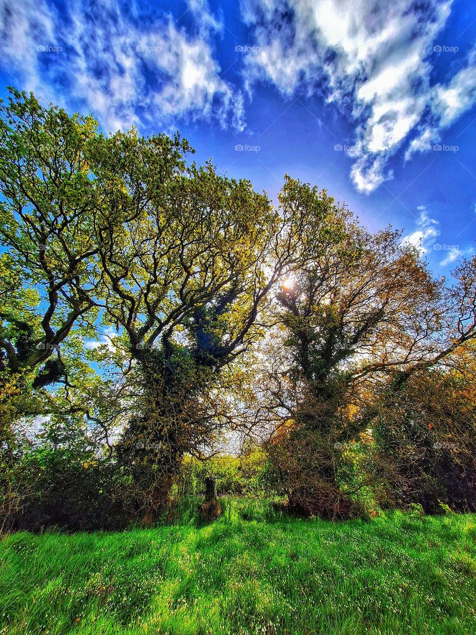 Image of sun shining through tree branches with green spring foliage and green grass and white flowers in the foreground and blue sky and clouds in the background