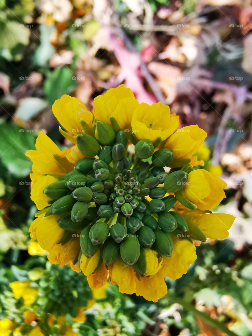 winter season flower