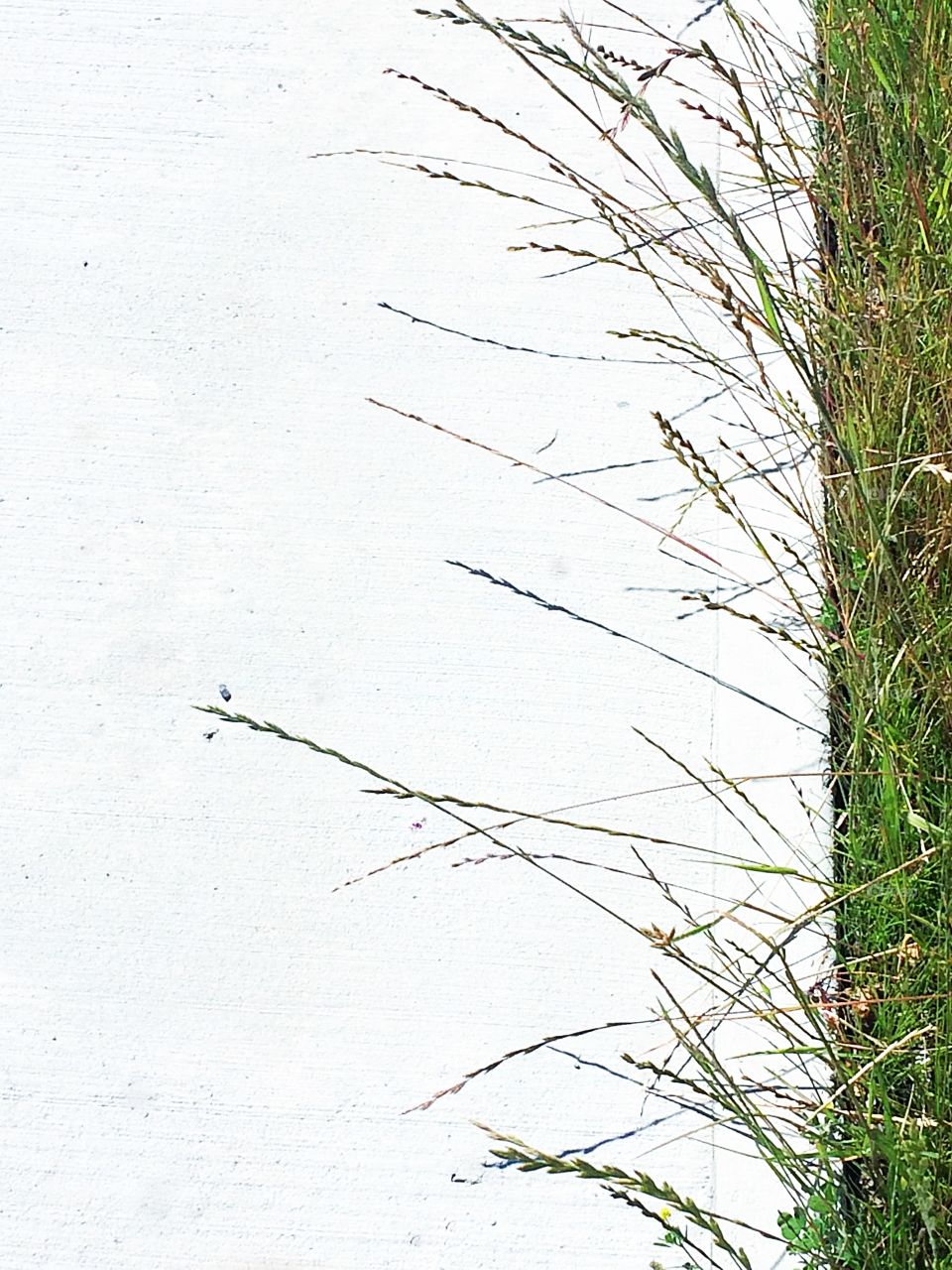 Minimalistic snaps
Grass overhanging off the sidewalk 