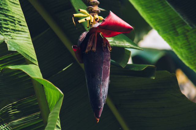 banana flower