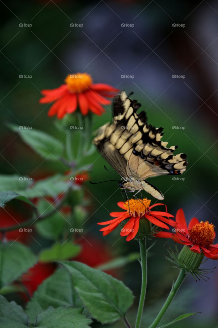 A dynamic action filled image of a yellow and black butterfly atop an exotic flower