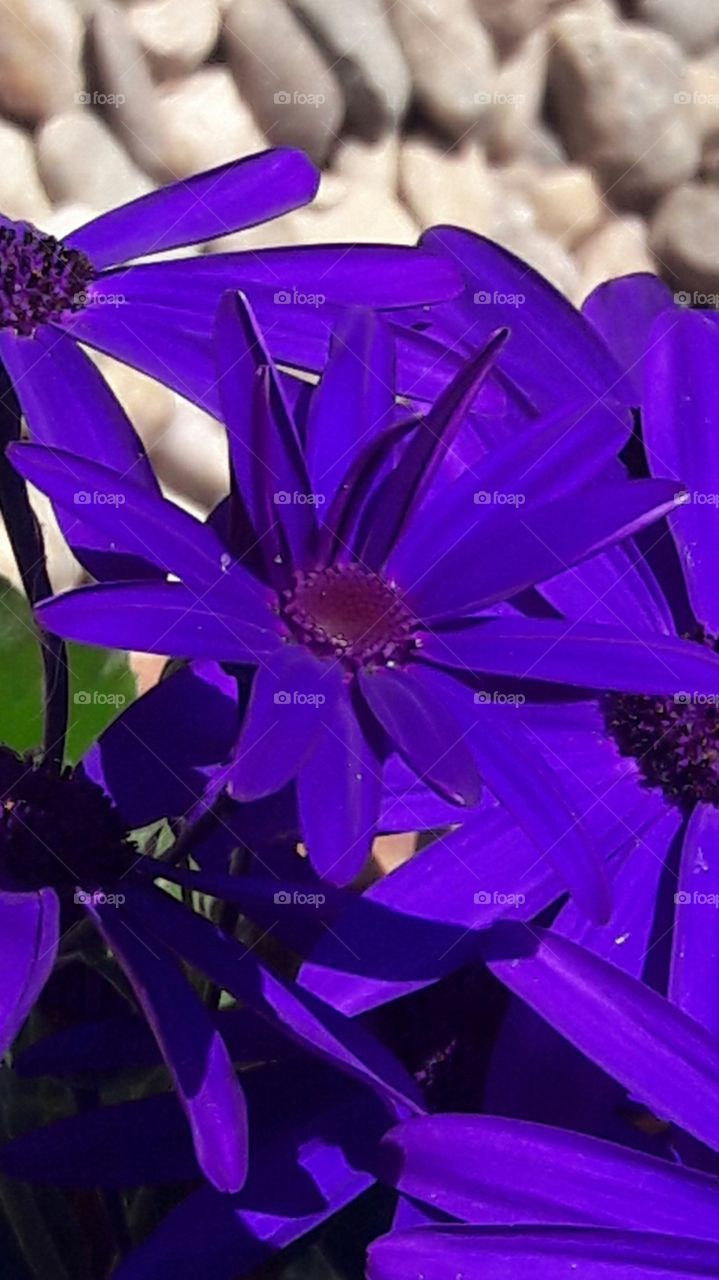 beautifull blu violet flower