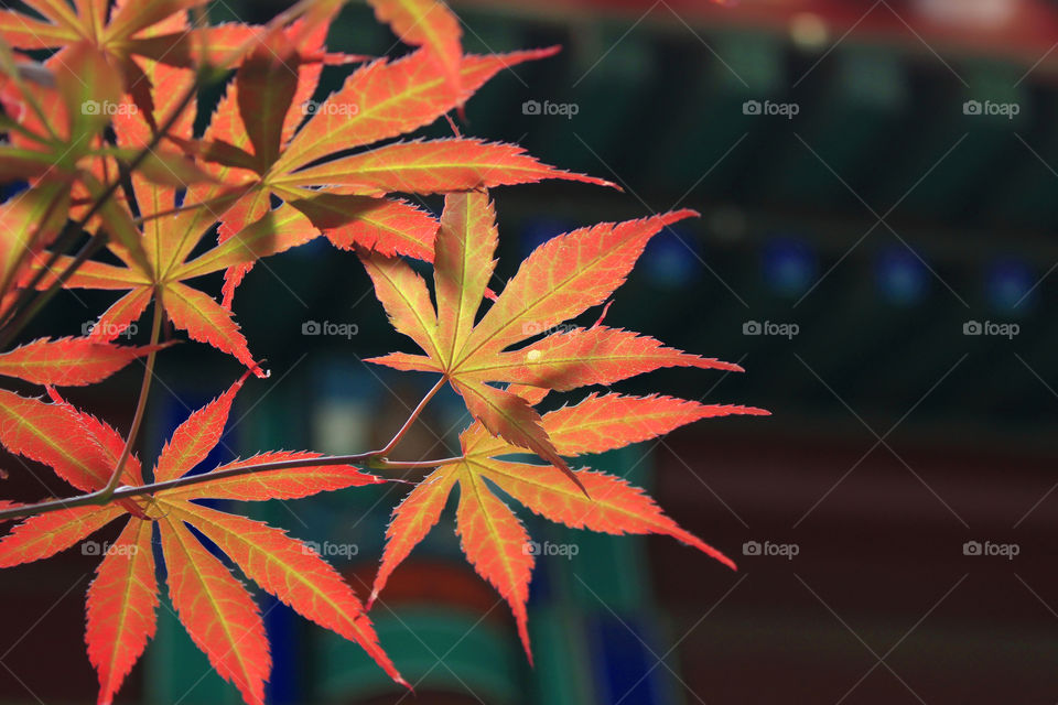 Red leaves under the eaves