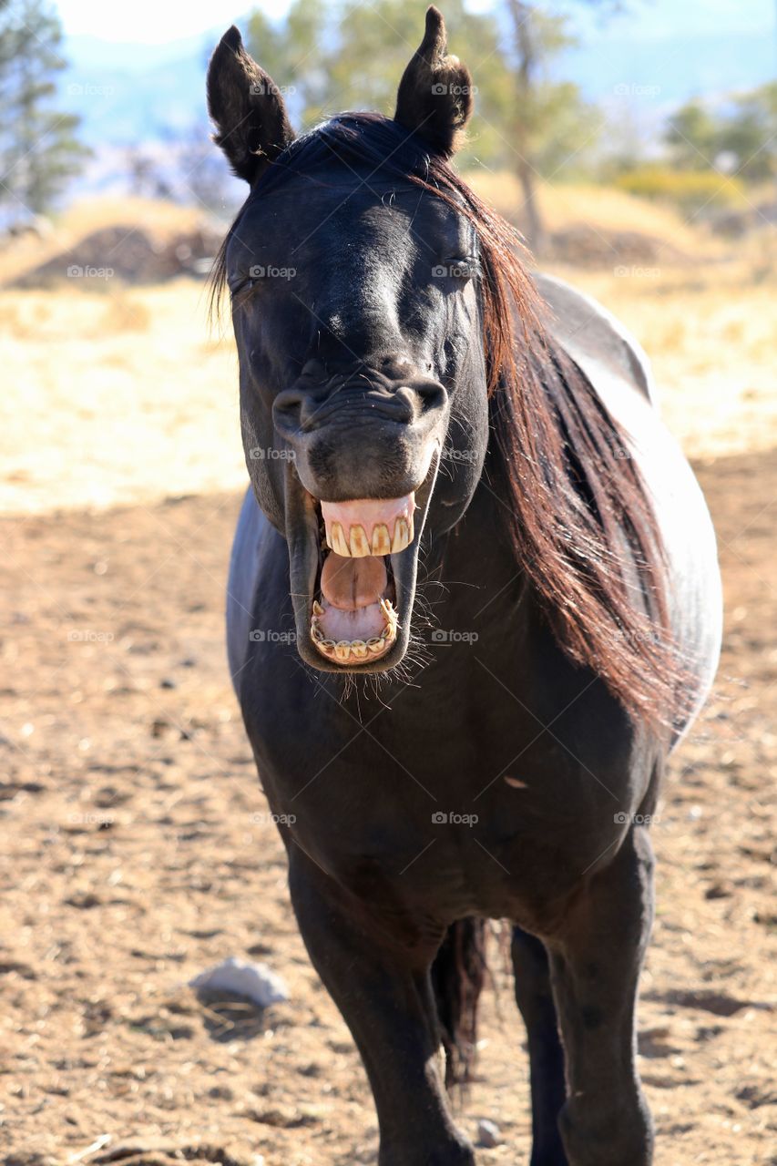 Wild American Mustang Horse yawning