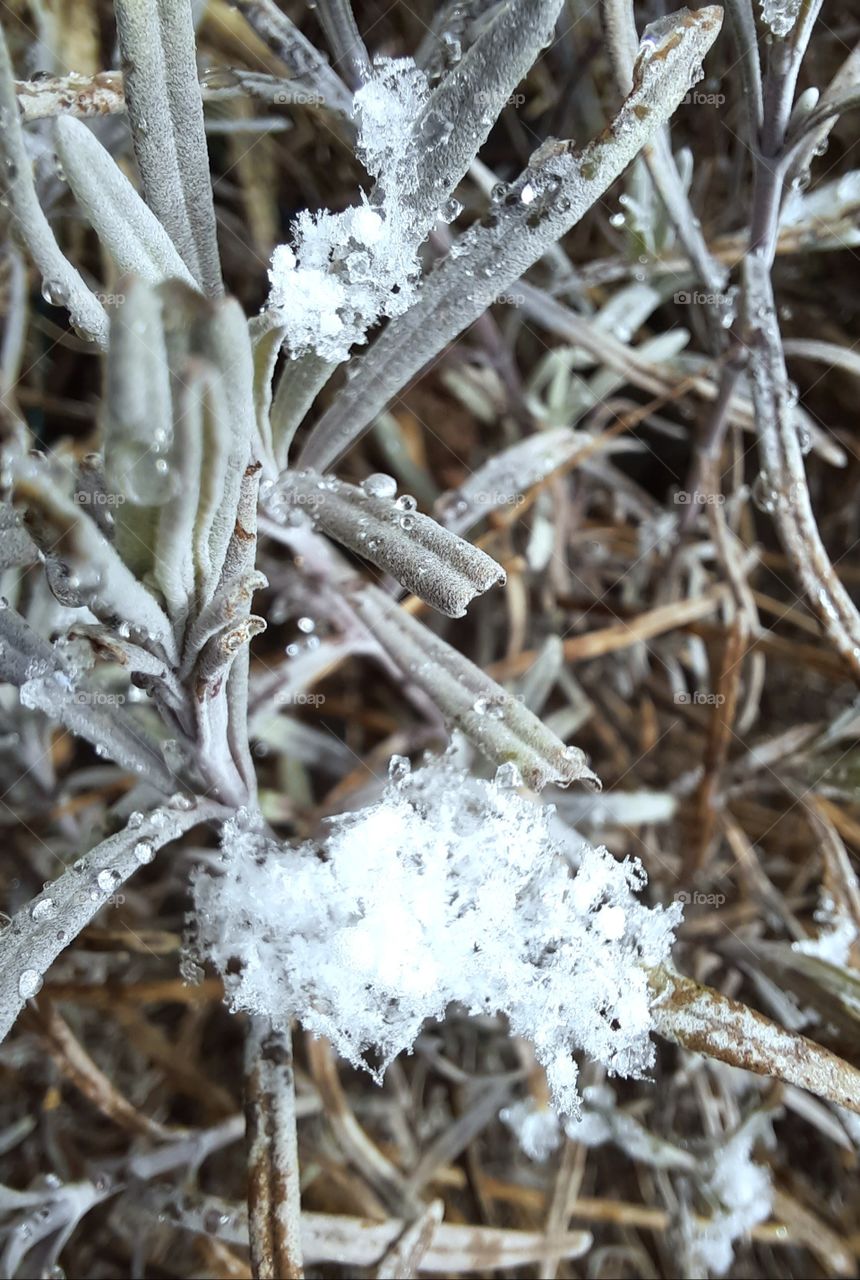 melting snow on sunlit lavender leaves after springtime snowfall