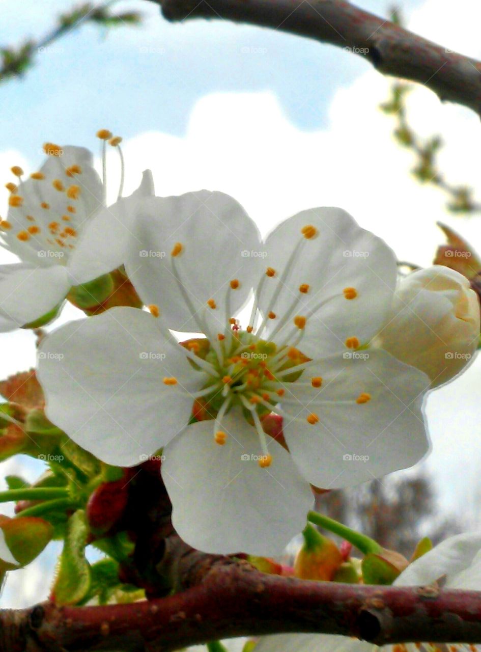 Flower, Nature, Cherry, Tree, Leaf