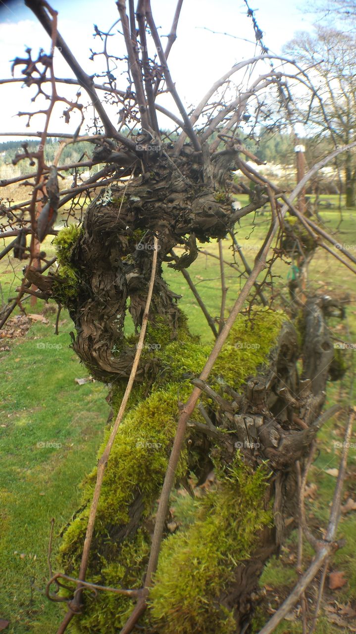 gnarled grape vine in winter