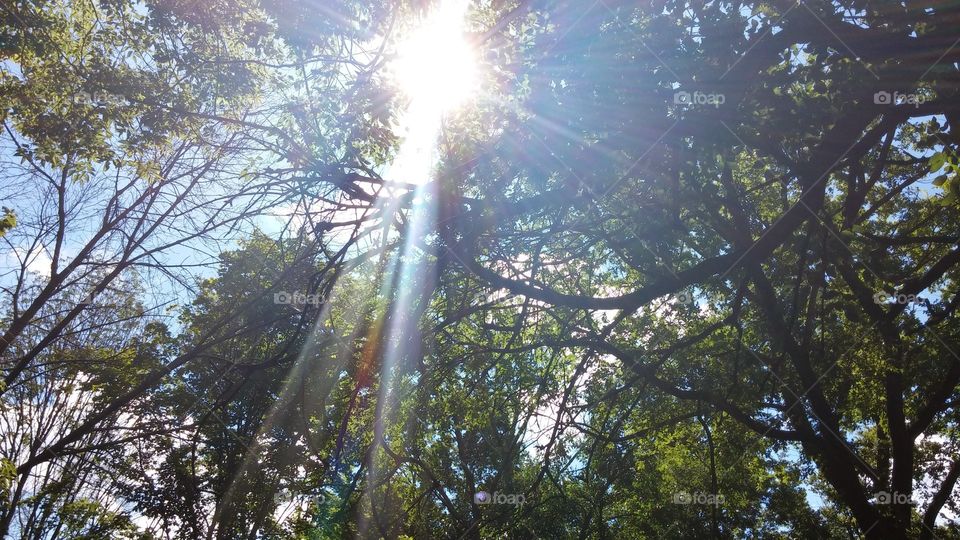 Sunlight through the trees. Was walking through the forest of Glen Helen when I saw the rays shining through. Thought it beautiful and took a picture.