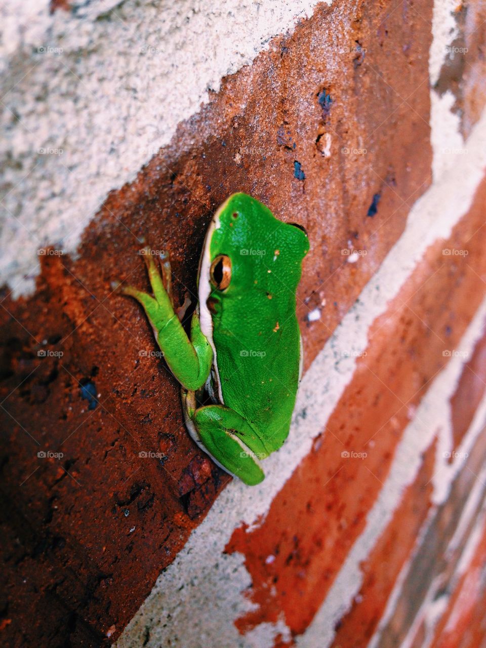 Tree frog