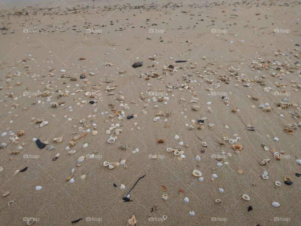 Sand beach with shells