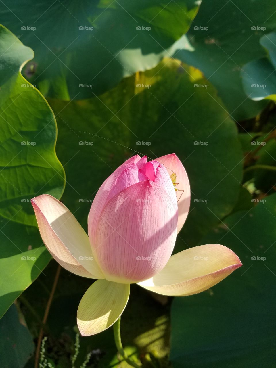 a water lily preparing to open, revealing a hidden bug enjoying it's fresh scent