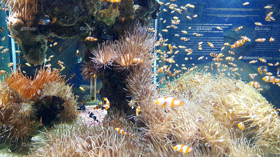 Musée Océanographique de Monaco